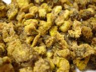 Chrysanthemum blossoms, wild harvest