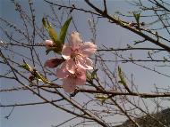 Aromatic Teas / Green Tea