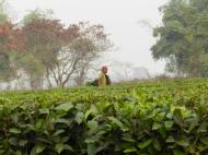 Assam-producing area