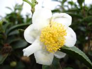 Tea from Ceylon (Sri Lanka)