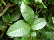 Tea from other countries